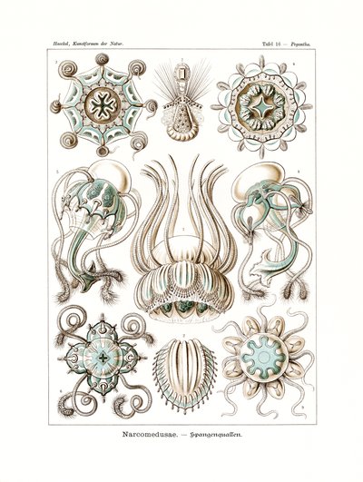 Narcomedusae，1899-1904 作者 德国学校